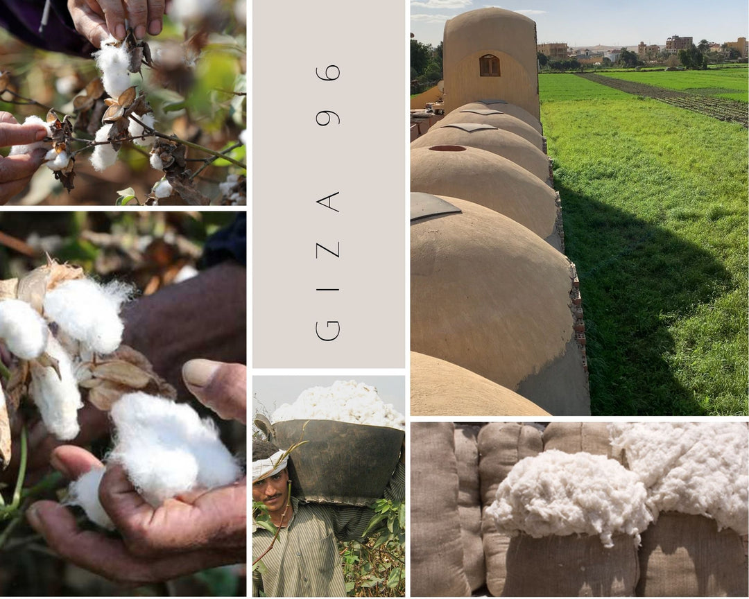 Egyptian cotton field - ourstory